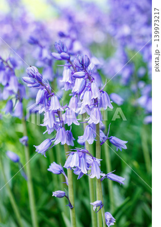 林の中で咲くシラーカンパニュラータの花のクローズアップ 林の中で咲くシラーカンパニュラータの花のクローズアップ 139973217