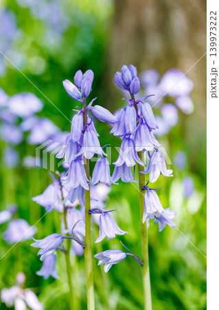 林の中で咲くシラーカンパニュラータの花のクローズアップ 林の中で咲くシラーカンパニュラータの花のクローズアップ 139973222