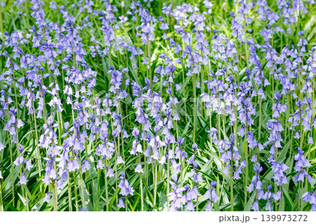 林の中で咲くシラーカンパニュラータの花 139973272