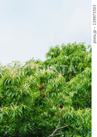 初夏に咲く栗の花と前年から残った栗の実 139973303
