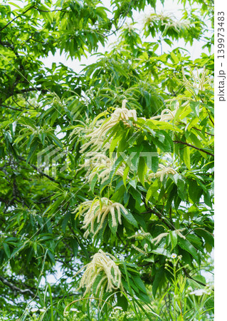 栗の花 栗の花 139973483