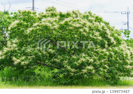 栗の花 栗の花 139973487