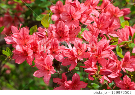 森林で咲くヤマツツジの花のクローズアップ 森林で咲くヤマツツジの花のクローズアップ 139973503