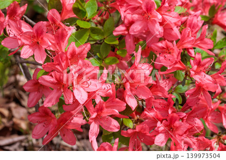 森林で咲くヤマツツジの花のクローズアップ 139973504