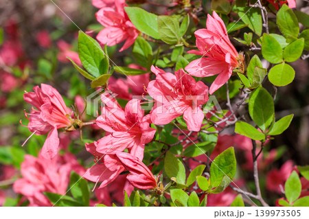 森林で咲くヤマツツジの花のクローズアップ 森林で咲くヤマツツジの花のクローズアップ 139973505