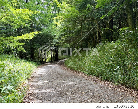 新緑に包まれた林道 新緑に包まれた林道 139973510