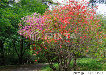 森林の中で鮮やかに咲くオレンジ色のヤマツツジの花 森林の中で鮮やかに咲くオレンジ色のヤマツツジの花 139973514