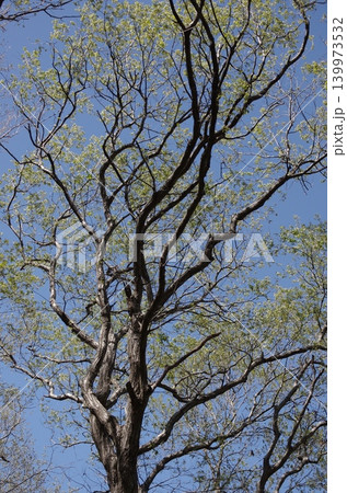 山に入って樹木を眺めるのは楽しい。初々しい木、生命力あふれる木、老練な木。人の人生そのものだ。 山に入って樹木を眺めるのは楽しい。初々しい木、生命力あふれる木、老練な木。人の人生そのものだ。 139973532