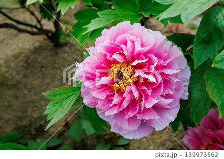 ガーデンに咲くピンクグラデーションのボタンの花のクローズアップ ガーデンに咲くピンクグラデーションのボタンの花のクローズアップ 139973562