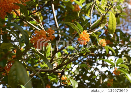 黄色いキンモクセイの花 黄色いキンモクセイの花 139973649