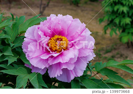 ガーデンに咲く淡い紫色のボタンの花のクローズアップ ガーデンに咲く淡い紫色のボタンの花のクローズアップ 139973668