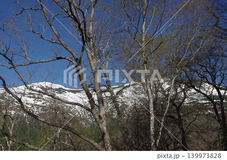 尾瀬の春は遅い。5月というのに山にはまだたっぷりの雪が残り、歩くルートの日陰にも雪が残っている。 139973828