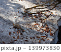 尾瀬の春は遅い。5月というのに山にはまだたっぷりの雪が残り、歩くルートの日陰にも雪が残っている。 尾瀬の春は遅い。5月というのに山にはまだたっぷりの雪が残り、歩くルートの日陰にも雪が残っている。 139973830