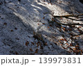 尾瀬の春は遅い。5月というのに山にはまだたっぷりの雪が残り、歩くルートの日陰にも雪が残っている。 尾瀬の春は遅い。5月というのに山にはまだたっぷりの雪が残り、歩くルートの日陰にも雪が残っている。 139973831