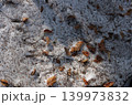 尾瀬の春は遅い。5月というのに山にはまだたっぷりの雪が残り、歩くルートの日陰にも雪が残っている。 尾瀬の春は遅い。5月というのに山にはまだたっぷりの雪が残り、歩くルートの日陰にも雪が残っている。 139973832