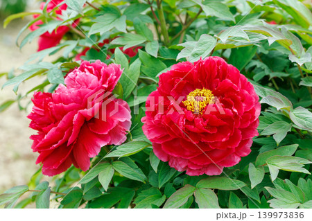 ガーデンに咲く赤色のボタンの花のクローズアップ ガーデンに咲く赤色のボタンの花のクローズアップ 139973836