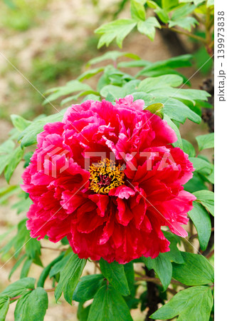 ガーデンに咲く赤色のボタンの花のクローズアップ ガーデンに咲く赤色のボタンの花のクローズアップ 139973838