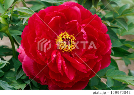 ガーデンに咲く赤色のボタンの花のクローズアップ ガーデンに咲く赤色のボタンの花のクローズアップ 139973842
