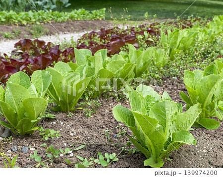 ロメインレタスが育つ家庭菜園 ロメインレタスが育つ家庭菜園 139974200