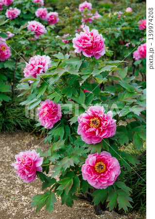 ガーデンに咲くピンクグラデーションのボタンの花 139974208