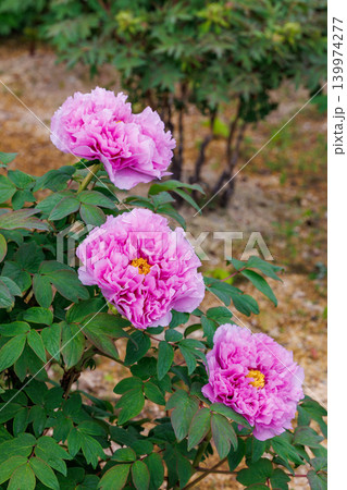 ガーデンに咲く淡い紫色のボタンの花 139974277