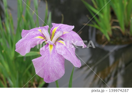 水辺に咲く花菖蒲が色鮮やかに咲き誇る 139974287