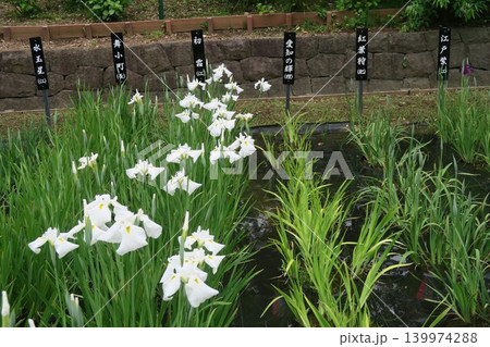 白い花菖蒲が伸びやかに咲き誇る初霜 139974288