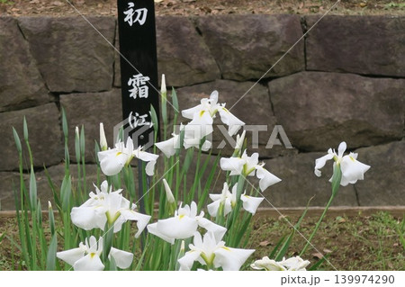 しょうぶ沼公園の白い花菖蒲は初霜 139974290
