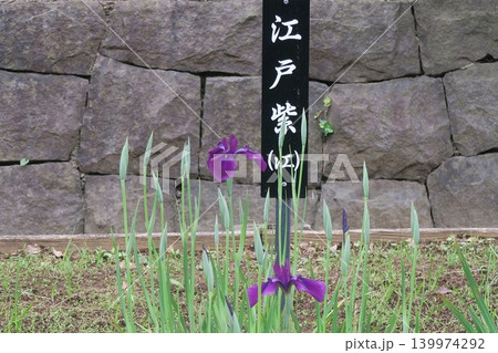 石垣に咲く江戸紫 石垣に咲く江戸紫 139974292