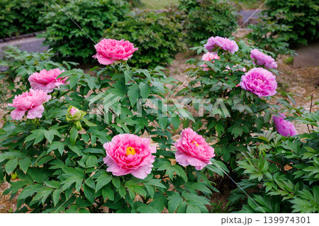 ガーデンに咲くピンク色のボタンの花 139974301