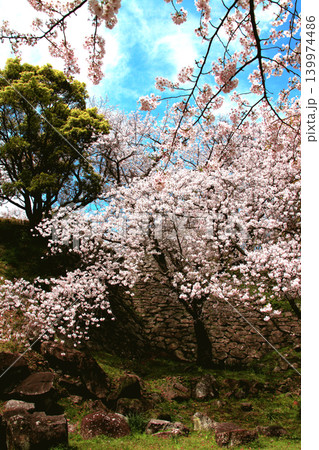 佐賀県の歴史的観光名所、「名護屋城跡」 満開の桜で賑わう春の風景 佐賀県の歴史的観光名所、「名護屋城跡」 満開の桜で賑わう春の風景 139974486