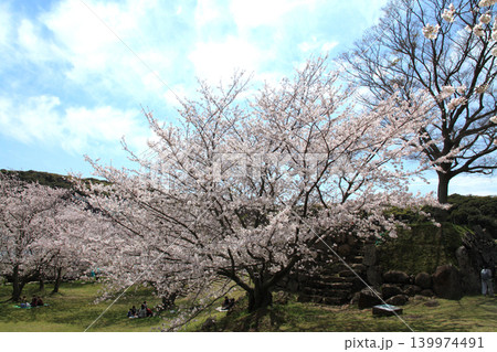 佐賀県の歴史的観光名所、「名護屋城跡」 満開の桜で賑わう春の風景 佐賀県の歴史的観光名所、「名護屋城跡」 満開の桜で賑わう春の風景 139974491