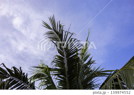 Coconut Palm Tree Blue Sky Tropical Scene, A photo of coconut palm tree in blue sky in tropical, tall fronds swaying gently , perfect for vacation film or island documentary. Coconut Palm Tree Blue Sky Tropical Scene, A photo of coconut palm tree in blue sky in tropical, tall fronds swaying gently , perfect for vacation film or island documentary. 139974552