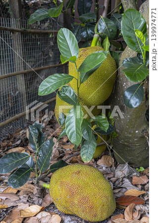 Young Jackfruit Growing On A Tree In A Tropical Garden. Close up of small green exotic fruits hanging on wooden trunk, ideal for agriculture or organic farming themes. 139974771