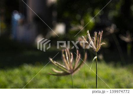 Chloris Virgata Grass Flower Outdoor. Close up of feather fingergrass blooming in natural field during sunset with golden light, perfect for environment or seasonal nature themes. 139974772