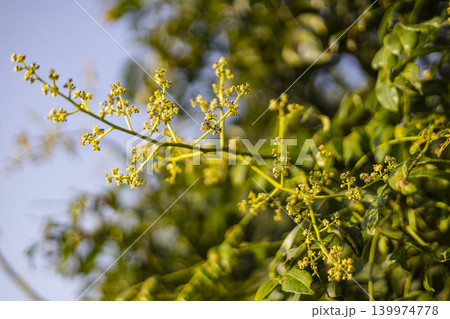 Mango Blossoms Open For Pollination. Close up of small yellow flowers on mango tree branch in tropical orchard, perfect for agriculture or seasonal nature themes. 139974778