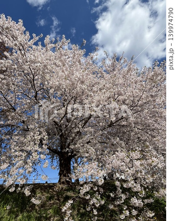 見上げる一本桜・雲あり 見上げる一本桜・雲あり 139974790