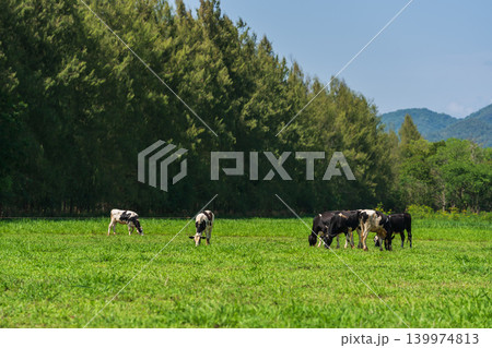 dairy cows in the wild grazing fresh green grass in spring dairy cows in the wild grazing fresh green grass in spring 139974813