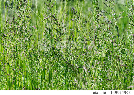 Lush Green Grass in the Heart of Nature, Embracing the Beauty Lush Green Grass in the Heart of Nature, Embracing the Beauty 139974908