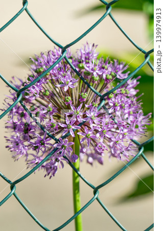 Purple flowers ball allium grow Purple flowers ball allium grow 139974913