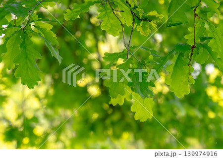 Green fresh leaves on the branches of an oak close up against the sky in sunlight. Care for nature and ecology, 139974916