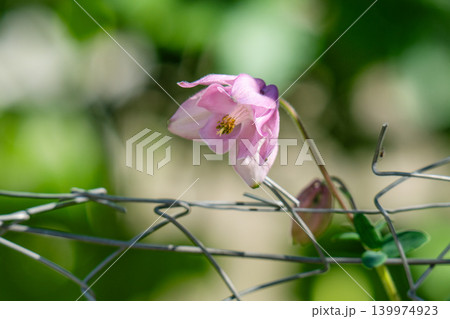 A close-up of a columbine flower with small buds and leaves. A close-up of a columbine flower with small buds and leaves. 139974923