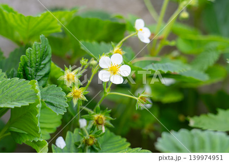 White blooming strawberry flowers on green leaves background White blooming strawberry flowers on green leaves background 139974951