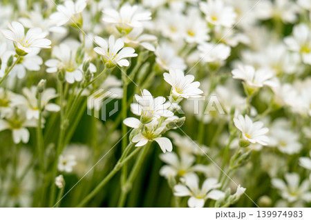 Many small white flowers on a green background. Spring mood. Many small white flowers on a green background. Spring mood. 139974983