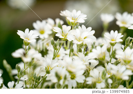 Many small white flowers on a green background. Spring mood. Many small white flowers on a green background. Spring mood. 139974985
