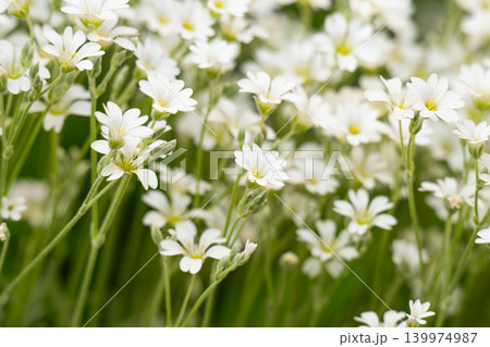 Many small white flowers on a green background. Spring mood. Many small white flowers on a green background. Spring mood. 139974987