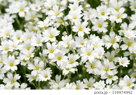 Many small white flowers on a green background. Spring mood. 139974992