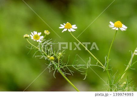 field of blooming camomile (Matricaria chamomilla) 139974993