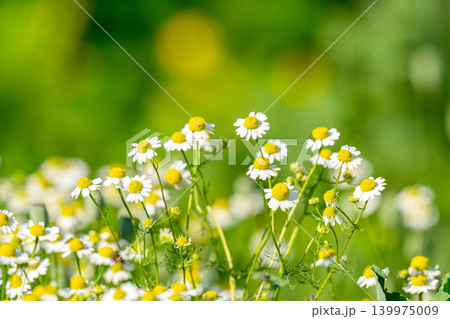 field of blooming camomile (Matricaria chamomilla) 139975009