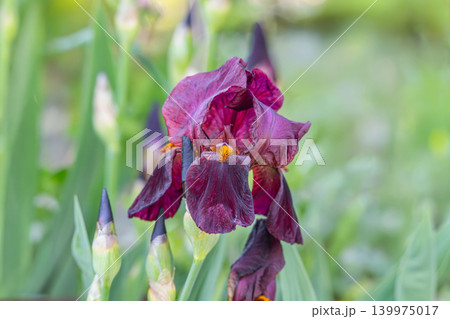 pretty pink and yellow iris pretty pink and yellow iris 139975017